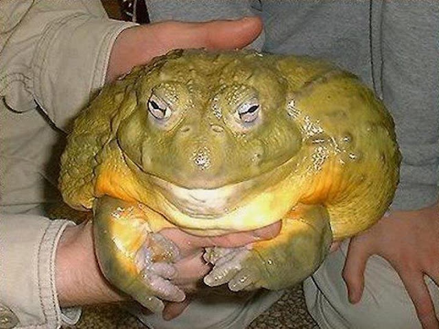 Not name of toad if you lick it youcan die think Name of toad if you lick it youcan die never impossible